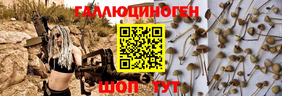 Псилоцибиновые грибы Psilocybe  Вход с VPN  цена наркотик  Новоалександровск 